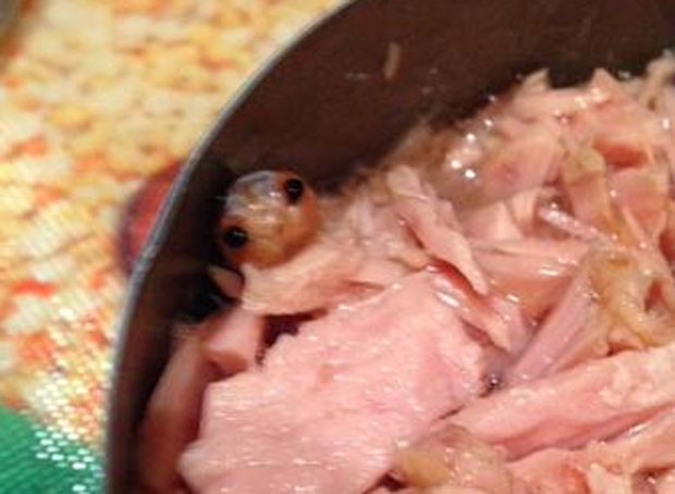 Inglesa ficou chocada ao descobrir criatura bizarra em lata de atum (Foto: Reprodução/Twitter/Zoe Butler)