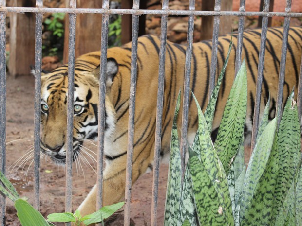 O Parque Zoobotânico de Teresina reúne mais de 57 espécies de animais  (Foto: Ellyo Teixeira/G1)