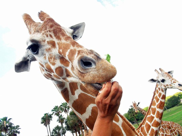 Girafas (Foto: Flávia Mantovani/G1)