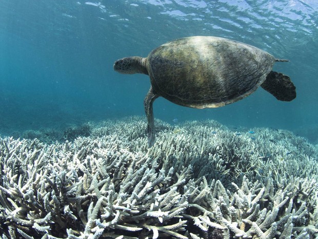 Tartaruga nada sobre corais descoloridos na ilha Heron, englobada pela Grande Barreira de Coral na Austrália. A Grande Barreira passa pelo mais grave processo de branqueamento já registrado, com 93% dos recifes afetados (Foto: AFP/XL Catlin Seaview Survey)