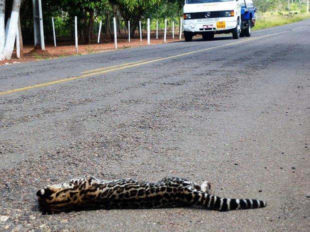Jaguatirica é uma das espécies que já foram atropeladas no local; registro é de junho de 2013 (Fot Djalma Weffort/Apoena)