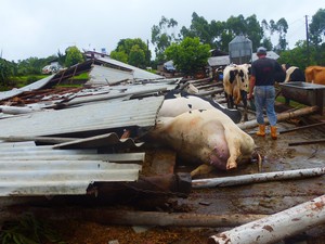 Dezesseis vacas leiteiras morreram em Santo Cristo, no RS. (Foto: Jaqueline Dierigns/ Cresol Santo Cristo)