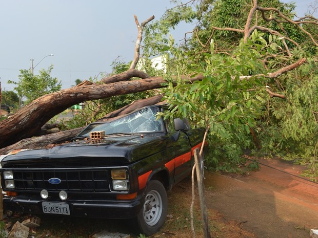 G1 Árvore cai em cima de caminhonete durante temporal em Ariquemes