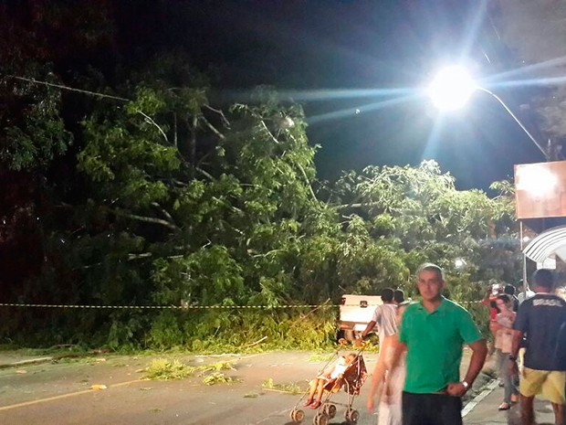 Árvore cai e atinge carro de prefeitura no sul da Bahia (Foto: Defesa Civil/Itabuna)