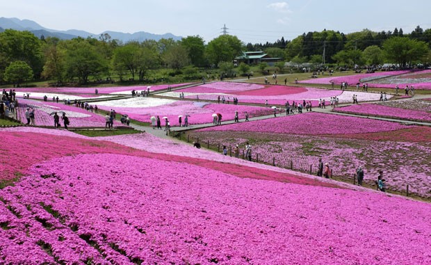 O parque Hitsujiyama, no Japo, se cobre de flores cor-de-rosa nesta poca do ano (Foto: Kazuhiro Nogi /AFP)