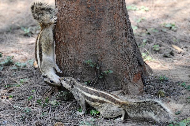 Esquilos 'beijam-se' em árvore no parque Lodi, na cidade de Délhi, nesta sexta-feira (11) (Foto: Gabriel Bouys/AFP)