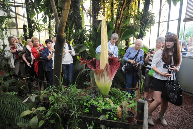    Pessoas olham planta conhecida como flor-cadáver, no jardim botânico na cidade de Nantes, na França, nesta segunda-feira (30) (Foto: AFP Photo/Jean-Sebastien Evrard )