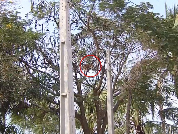 Onça ficou no topo da árvore em bairro de Araçatuba (Foto: Reprodução / TV TEM)