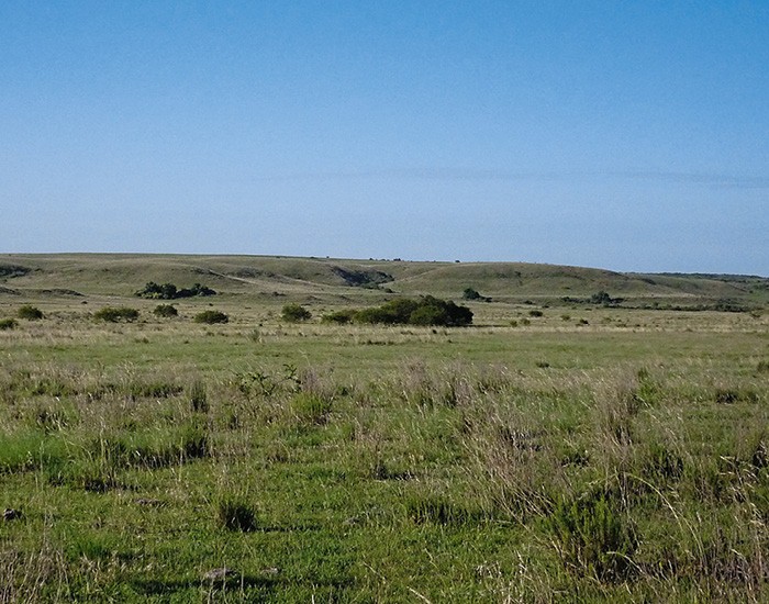 O pampa agoniza conheça as ameaças ao bioma do Rio Grande do Sul