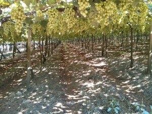Produtores esperam colher mais de 40 mil quilos por hectare (Foto: Cláudio Nascimento / TV TEM)
