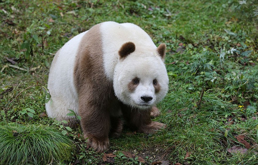 panda marrom  (Foto: Foping Giant Panda Valley / Bored Panda)