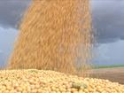 Produtores de Mato Grosso investem na venda antecipada da soja