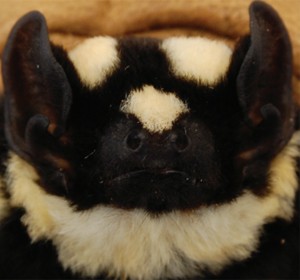 Cabeça e rosto de espécie de morcego 'Niumbaha superba' (Foto: Divulgação/ZooKeys)