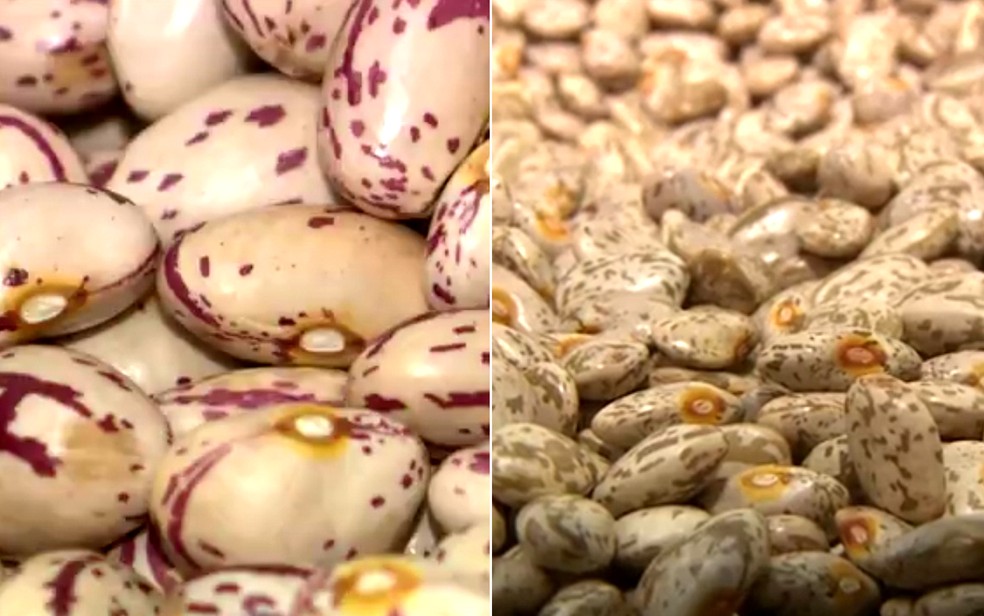 Feijão cranberry e feijão rajado foram desenvolvidos pelo IAC como substitutos do feijão carioca.  (Foto: Reprodução/EPTV)