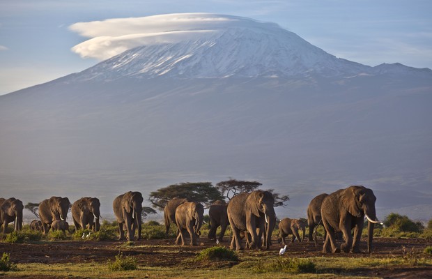 Elefantes africanos caminham em parque nacional no sul do Quênia (Foto: Ben Curtis/AP)