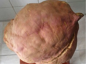 Bata-doce com quase 16 quilos foi doada para Casa de Cultura da cidade de Juazeirinho, na PB (Foto: Jabel costa/Arquivo pessoal)