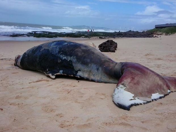 Baleia Jubarte de mais de quatro metros foi encontrada morta (Foto: Maurizélia Brito/Atol das Rocas)