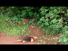 Tamanduá-mirim é solto em reserva ambiental em Uberlândia
