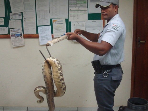 Policial ambiental mostra a cobra que foi recolhida de resid�ncia (Fot Divulga��o/Pol�cia Ambiental)