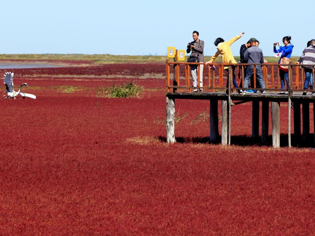 Turistas tiram fotos da praia vermelha em Panjin, na China (Foto: AFP)