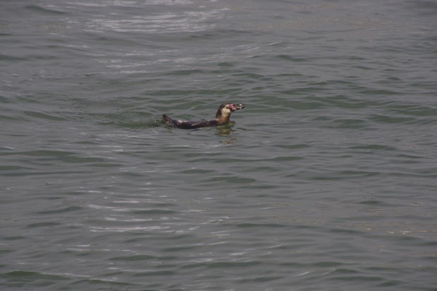 Barco acompanhou o pinguim por cerca de uma hora, mas a tentativa de capturá-lo terminou em vão. (Foto: Tokyo Coast Guard Office/Reuters)
