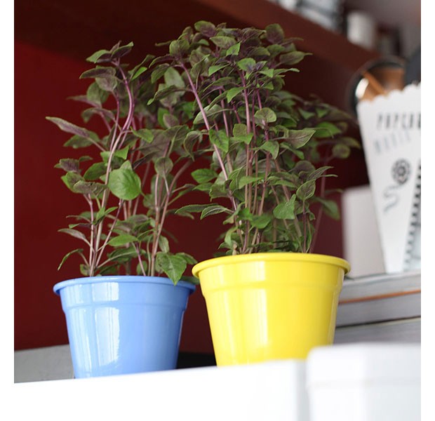 Vasos pequenos e coloridos, cheios de ervas frescas, tambÃ©m podem decorar a cozinha (Foto: RogÃ©rio Voltan/Editora Globo)