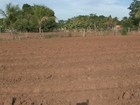 Agricultores abandonam lavouras em Barreiras, na Bahia, por causa da seca