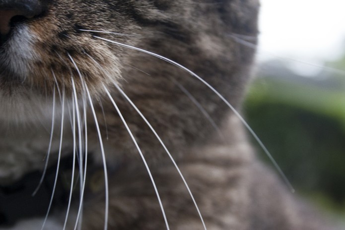 Os gatos é que mandam em nós! - Clube de Gatos do Sapo