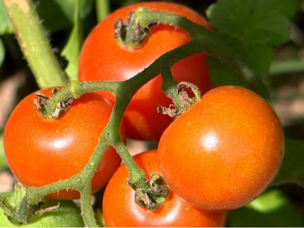 Tomate Cereja é aquele mais docinho, já o tomate Pera não é adocicado  (Foto: Reprodução/TV TEM)