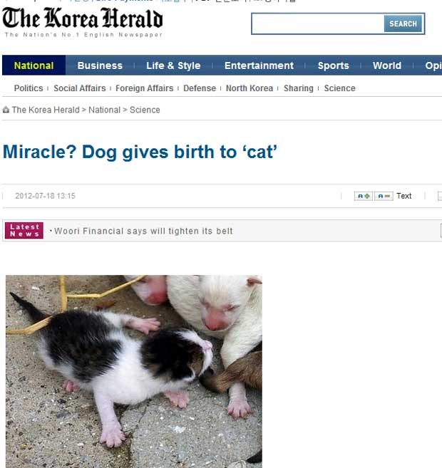 Site do jornal coreano 'Korea Hereald' conta a história do cachorro que deria dado à luz um gato  (Foto: Reprodução)