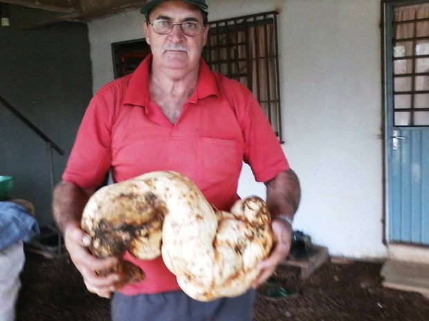 Agricultor afirma que não utilizou agrotóxicos em batata doce de 10kg (Foto: Daiana Gava / VC no G1)