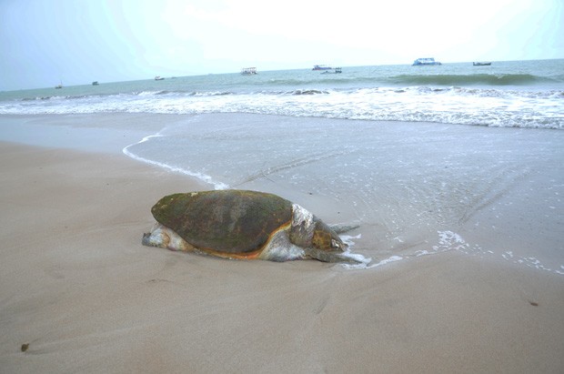 Ao todo, 14 tartarugas foram encontradas em duas semanas entre as praias do Bessa e Intermares, em João Pessoa (Foto: Walter Paparazzo/G1-PB)