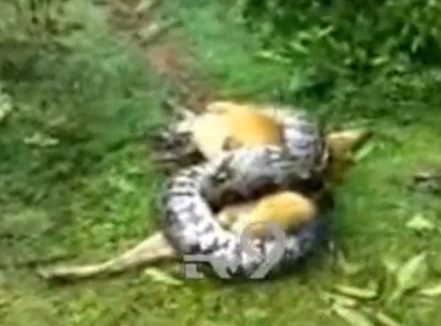 Cão conseguiu escapar de ataque mortal de píton enorme (Foto: Reprodução/YouTube/Tv9 Kannada )