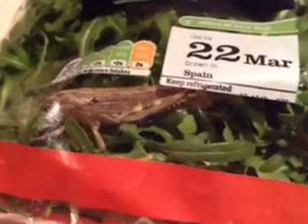 Stephen Oldham ficou chocado ao encontrar gafanhoto vivo em embalagem de salada  (Foto: Reprodução/YouTube/Stevosfc)