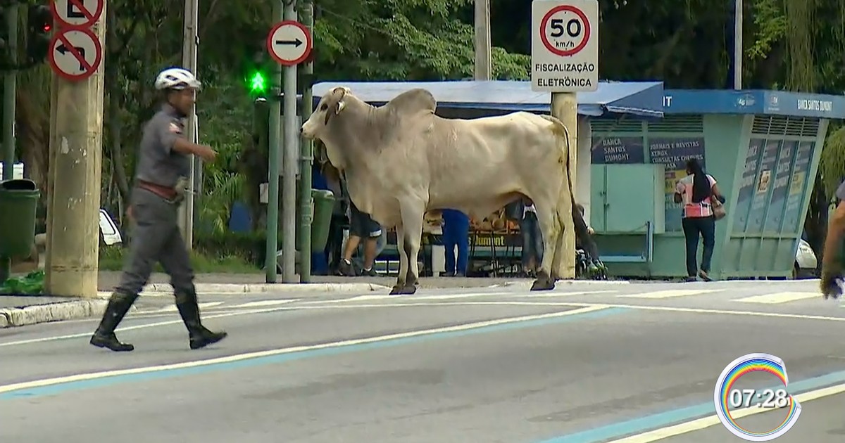 Resultado de imagem para boi solto na rua