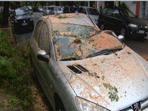 Árvore cai sobre carro no bairro Menino Deus em Porto Alegre (Foto: Reprodução/RBS TV)