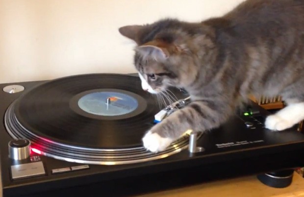 Animal 'atacou de DJ" ao mudar faixa de disco de Bob Marley (Foto: Reprodução)