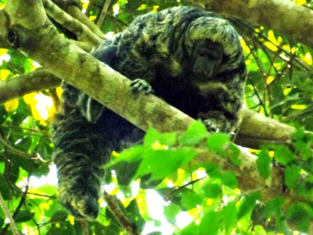 Macaco fotografado em Mato Grosso (Foto: Almério C. Gusmão/Unemat)