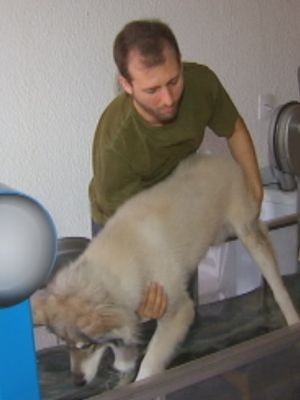 Alexandre procurou a hidroterapia para o Fenrir  (Foto: Reprodução / TV TEM)
