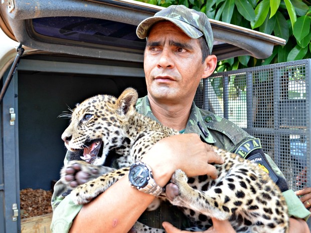 Filhote foi entregue ao Ibama na manha desta sexta-feira (19) e deve ser encaminhado para zoológico no Espirito Santo (Foto: Aluizio Oliveira/Arquivo Pessoal) Filhote foi entregue ao Ibama na manha desta sexta-feira (19) e deve ser encaminhado para zoológico no Espirito Santo (Foto: Aluizio Oliveira/Arquivo Pessoal)