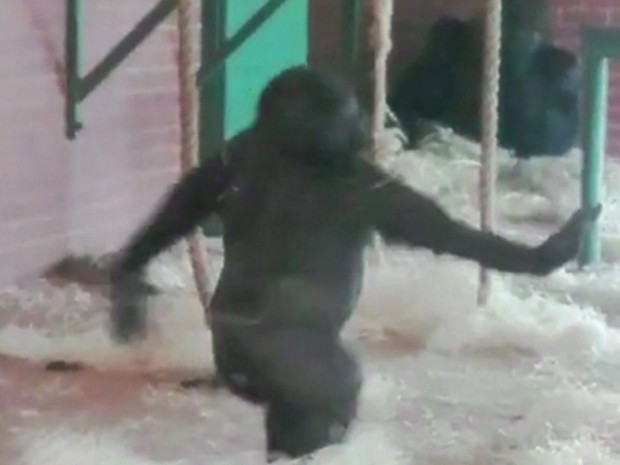 Gorila dançou em sua jaula no zoológico Twycross, em Leicestershire, na Inglaterra (Foto: BBC)