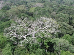 Amazônia mostra sinais de degradação devido a mudanças climáticas (Foto: Divulgação/NASA/JPL-Caltech)