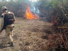 Plantação de 6,8 mil pés de maconha é erradicada em Barra, oeste da Bahia