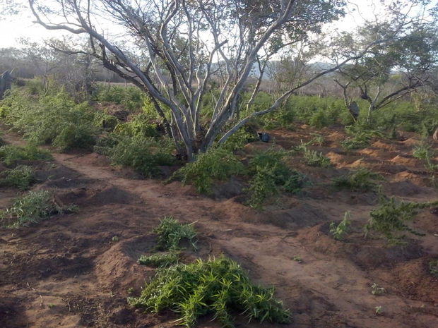 Dono da fazenda informou à polícia que a plantação não era dele (Foto: Divulgação/Polícia Militar)
