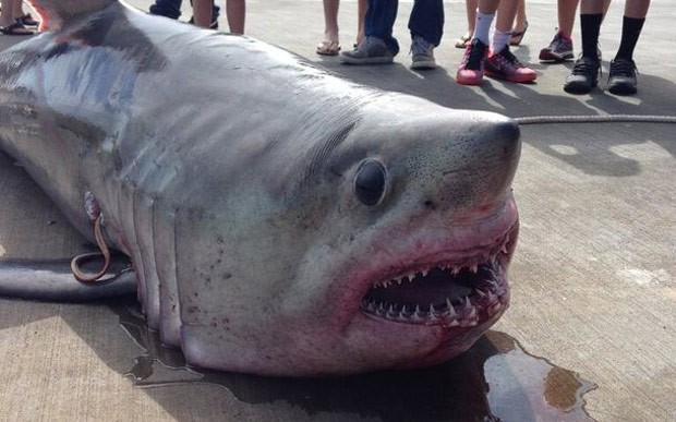 Mike Evensen e seu filho de nove anos fisgaram um tubarão-sardo de 219 quilos (Foto: Reprodução/Facebook/Sandi Maciejewski Evensen)