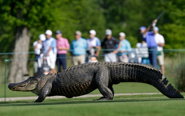 Crocodilo alligator golf (Foto: AP)