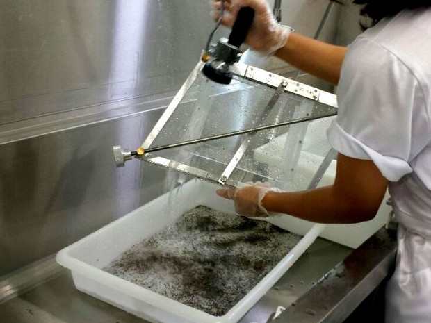 Processo separa mosquitos Aedes machos de fêmeas em fábrica de Piracicaba (Foto: Claudia Assencio/G1)