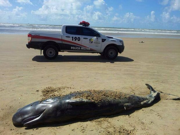 Baleia é encontrada na Praia da Costa no município de Barra dos Coqueiros (Foto: Sargento Crito/Polícia Ambiental)
