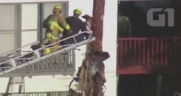 Homem foi resgatado após ficar pendurado em árvore nos EUA (Foto: Reuters) Homem foi resgatado após ficar pendurado em árvore nos EUA (Foto: Reuters)