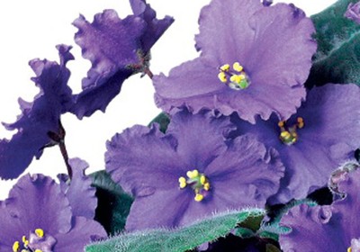 como_plantar_violeta (Foto:  )